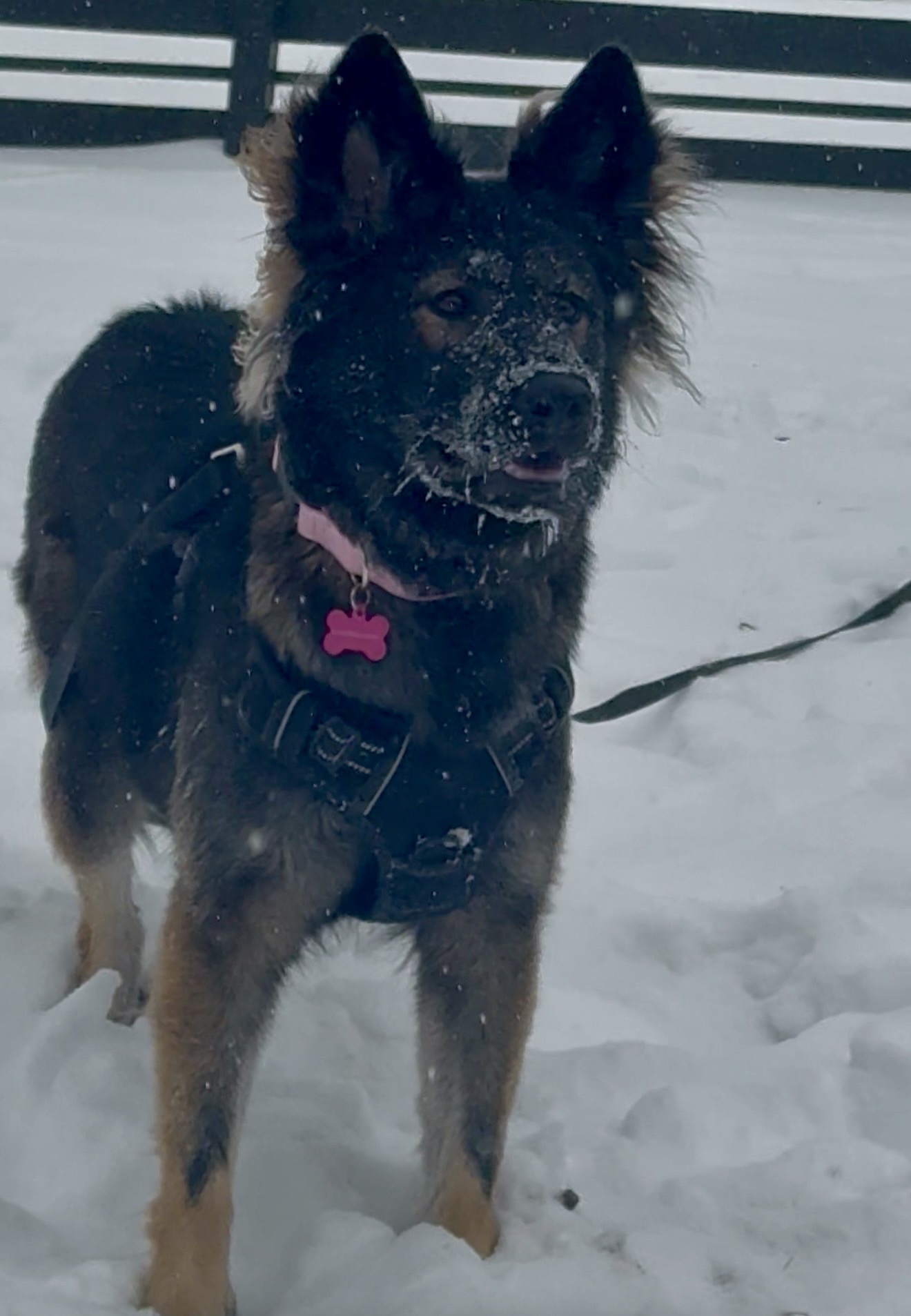 Volunteer picture of someone with an animal